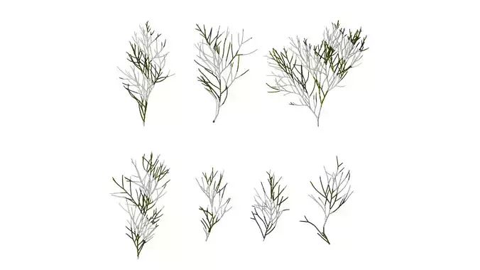 Anydrafts Chamaecyparis pisifera Atlas 19