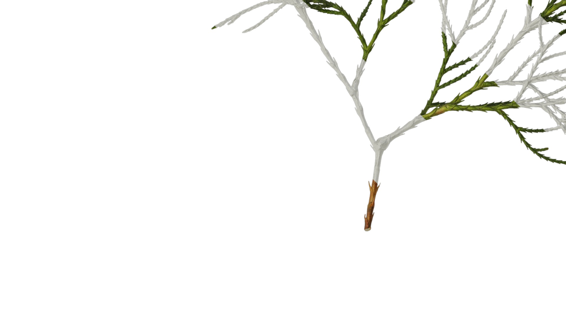 Anydrafts Chamaecyparis pisifera Atlas 20 Texture_3