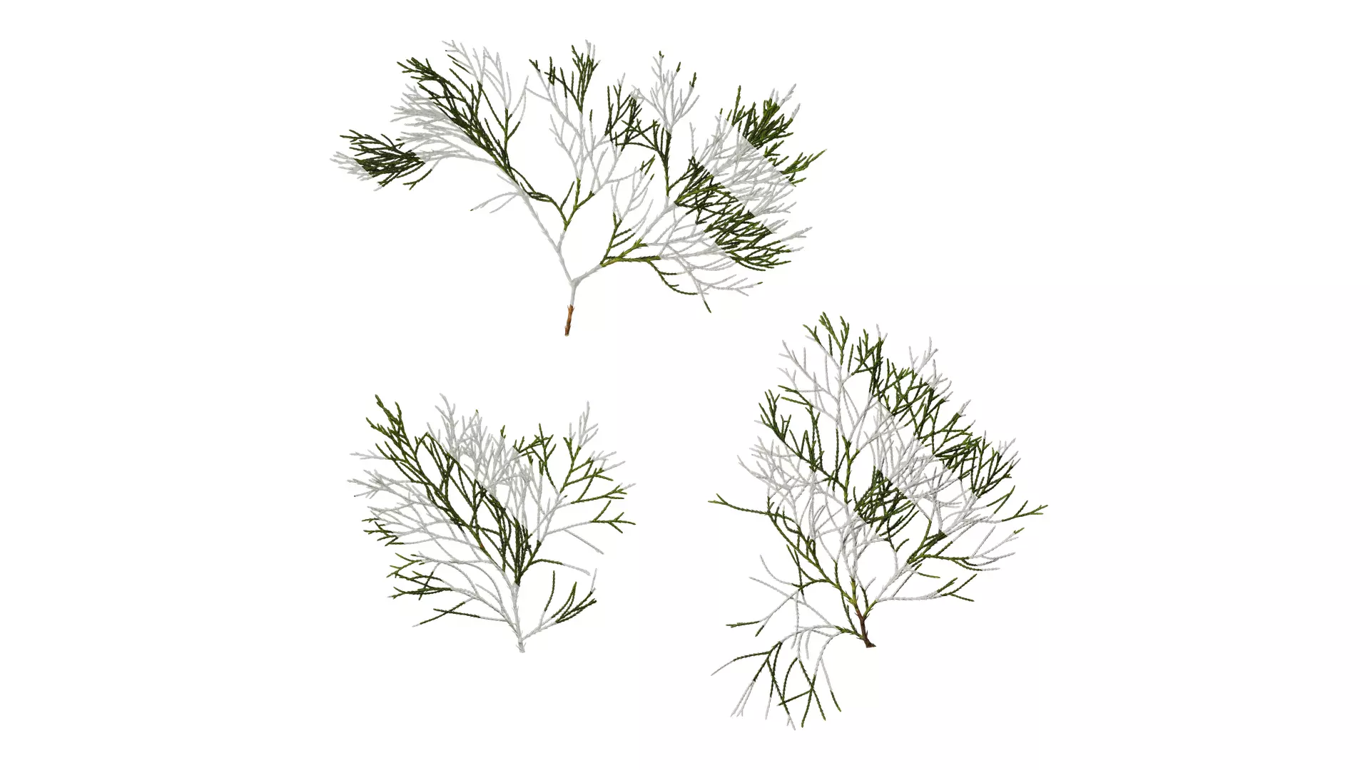 Anydrafts Chamaecyparis pisifera Atlas 20 Texture_0