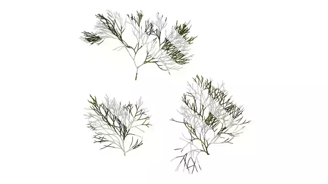 Anydrafts Chamaecyparis pisifera Atlas 20