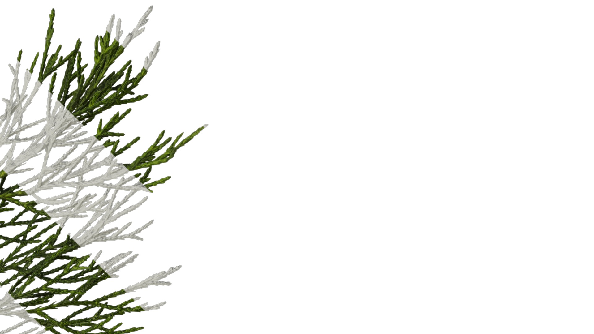 Anydrafts Chamaecyparis pisifera Atlas 20 Texture_2