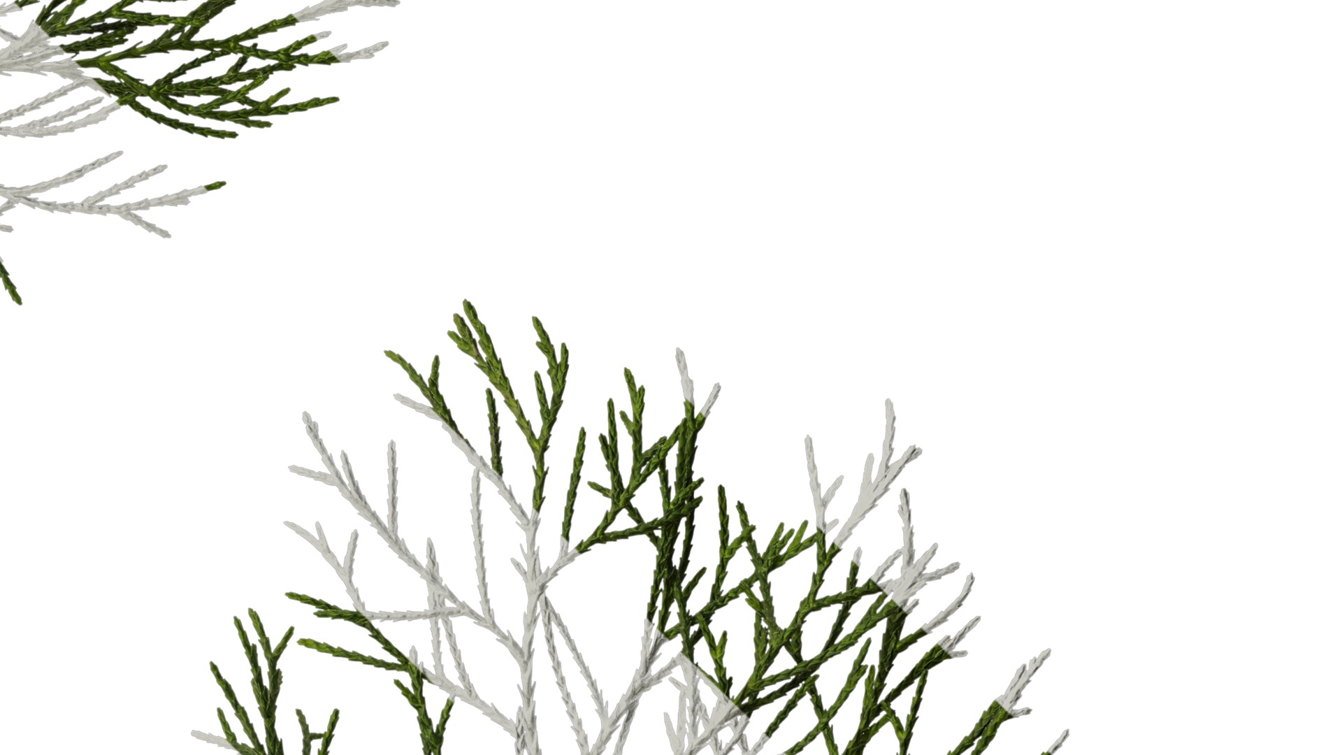 Anydrafts Chamaecyparis pisifera Atlas 20 Texture_4