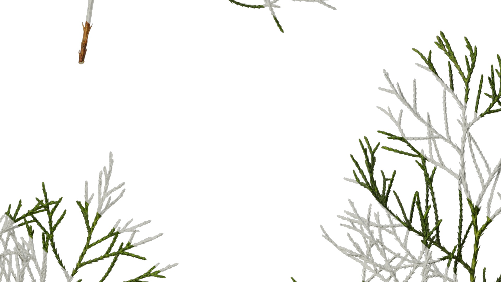 Anydrafts Chamaecyparis pisifera Atlas 20 Texture_7