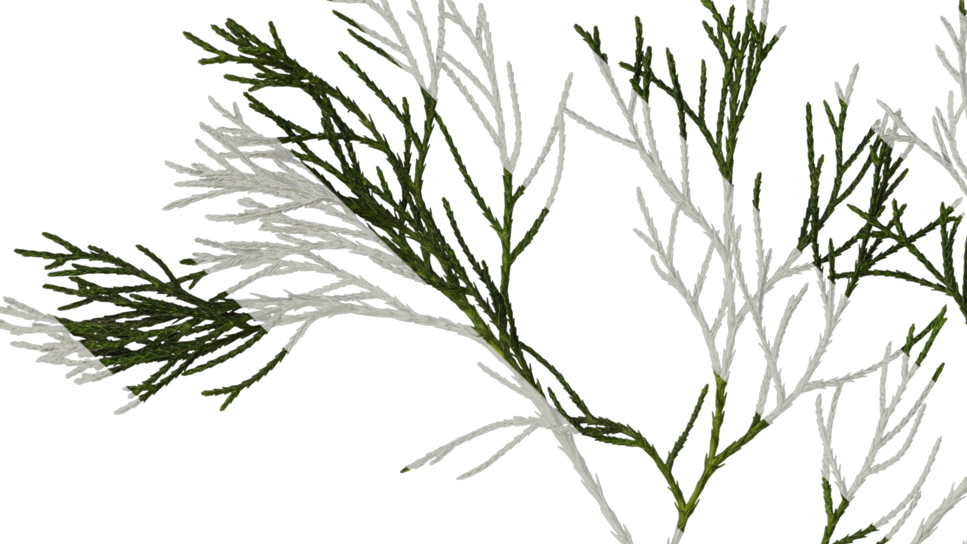 Anydrafts Chamaecyparis pisifera Atlas 20 Texture_1