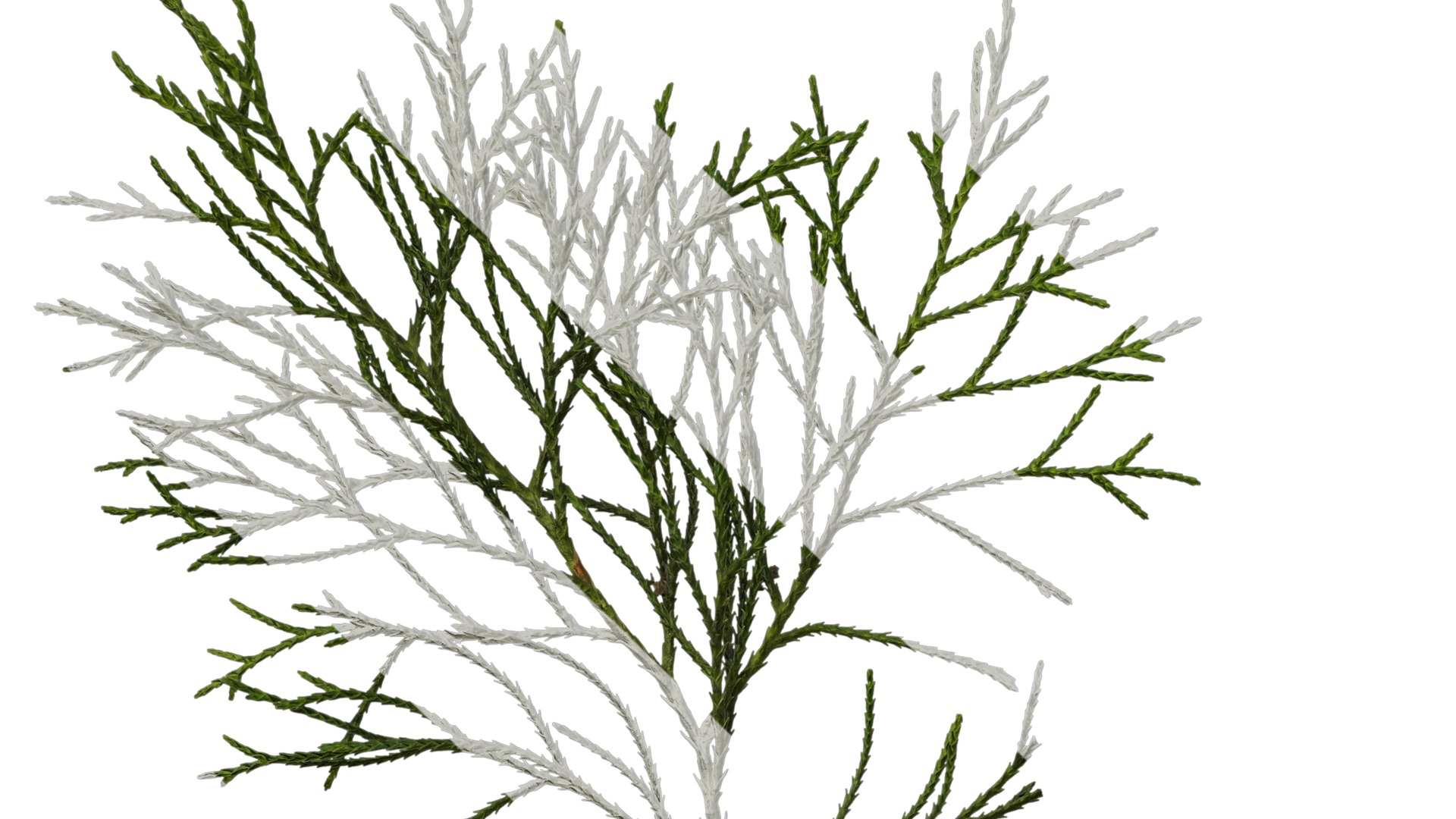 Anydrafts Chamaecyparis pisifera Atlas 20 Texture_5