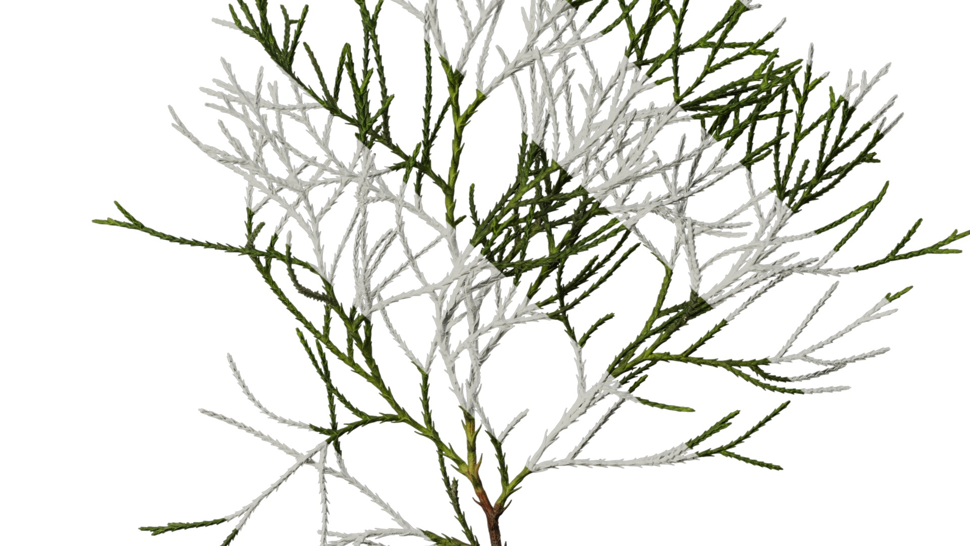 Anydrafts Chamaecyparis pisifera Atlas 20 Texture_6