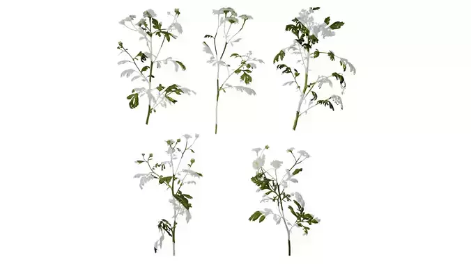 Anydrafts Chamaemelum nobile flore plena Atlas 03