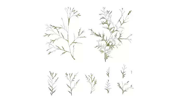 Anydrafts Chamaecyparis pisifera Leaf 04