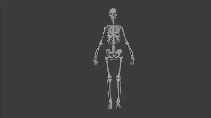 Human Skull 3D Model 3D model