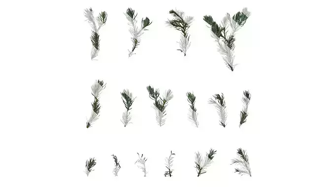 Anydrafts Chamaecyparis pisifera boulevard Atlas 01