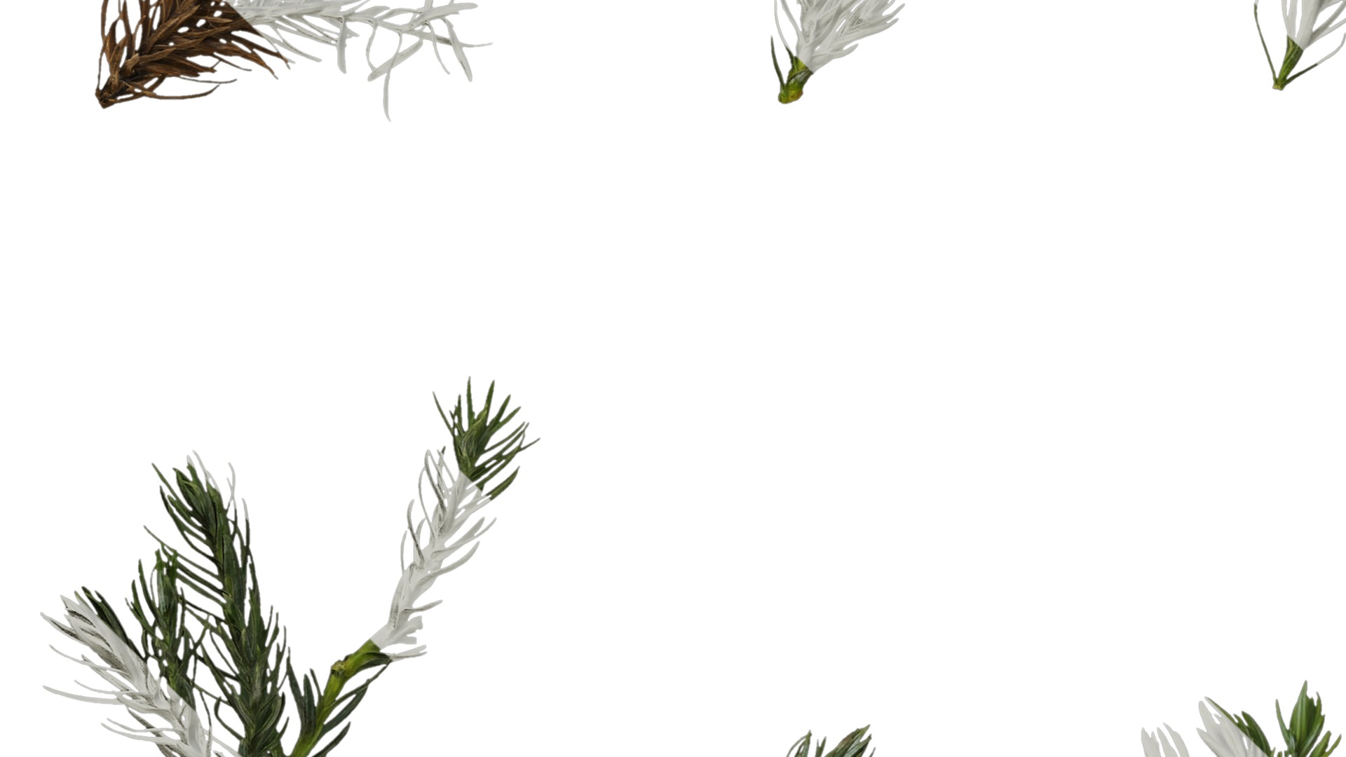 Anydrafts Chamaecyparis pisifera boulevard Atlas 03 Texture_5