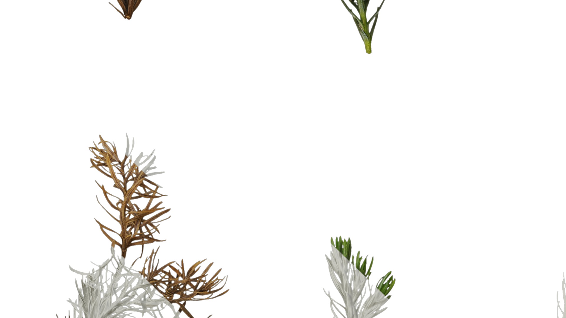 Anydrafts Chamaecyparis pisifera boulevard Atlas 03 Texture_3