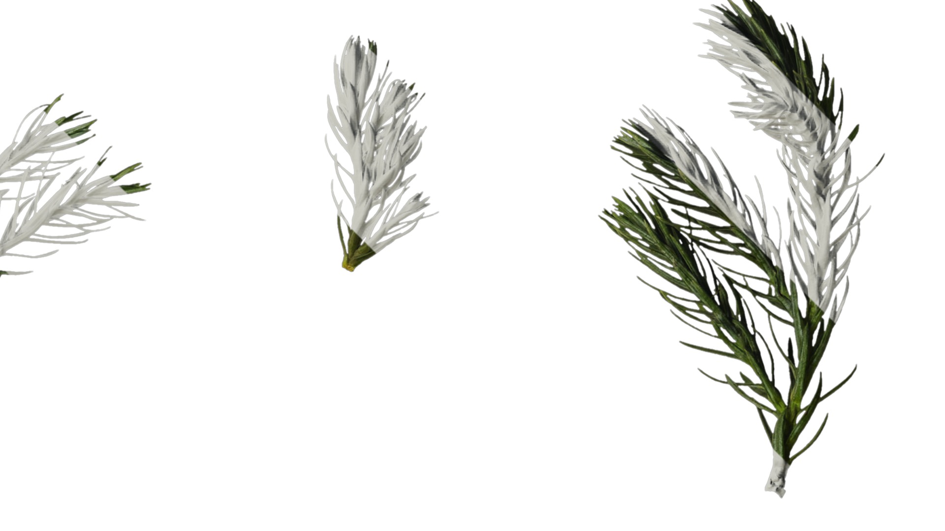 Anydrafts Chamaecyparis pisifera boulevard Atlas 03 Texture_2