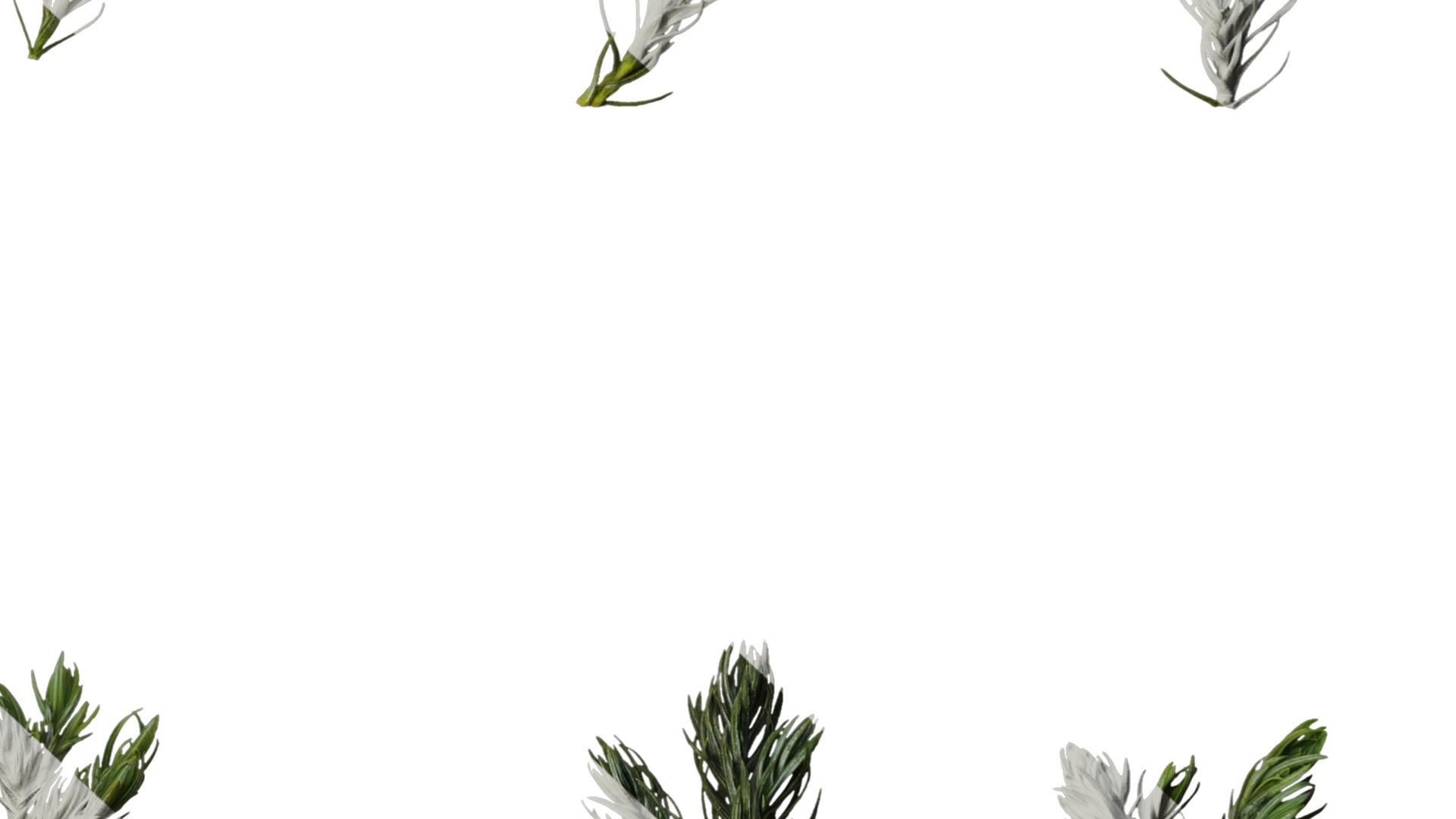 Anydrafts Chamaecyparis pisifera boulevard Atlas 03 Texture_6