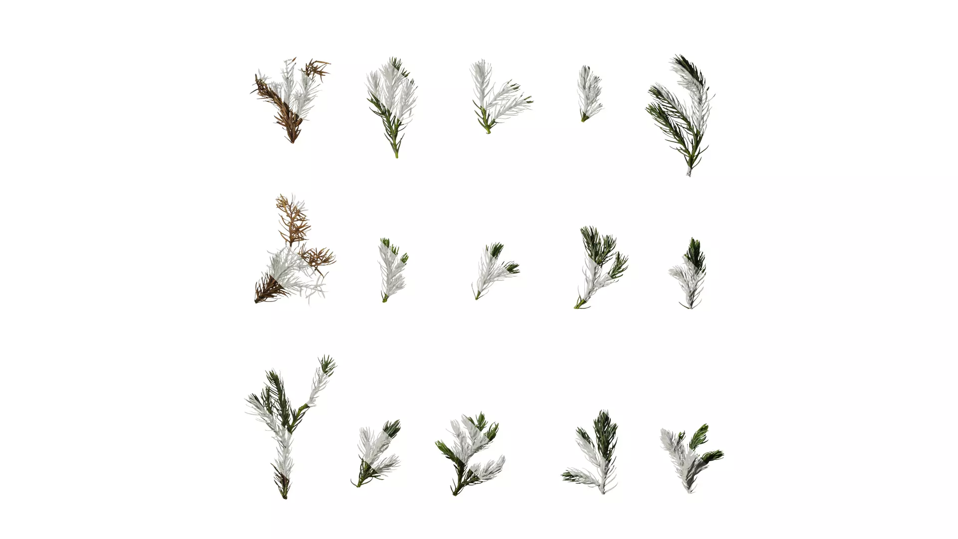 Anydrafts Chamaecyparis pisifera boulevard Atlas 03 Texture_0