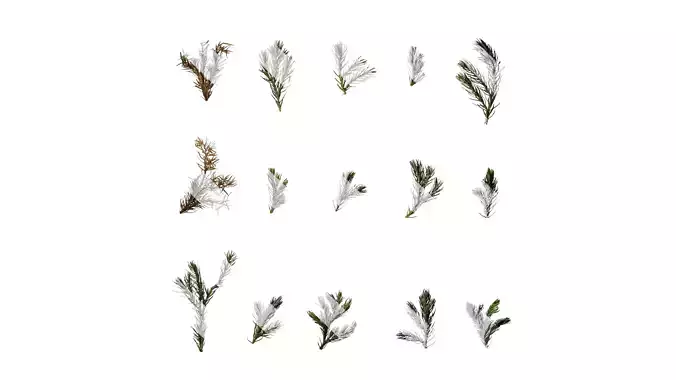 Anydrafts Chamaecyparis pisifera boulevard Atlas 03