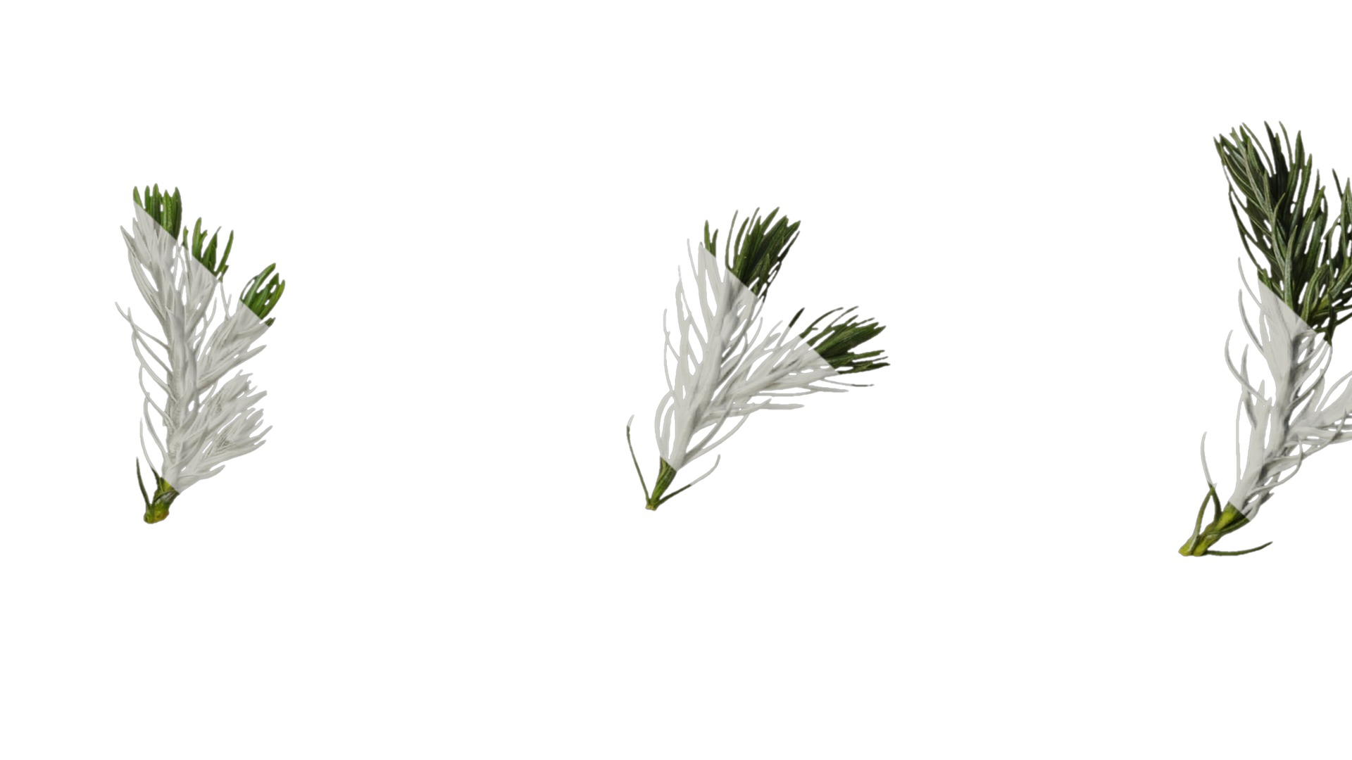 Anydrafts Chamaecyparis pisifera boulevard Atlas 03 Texture_7