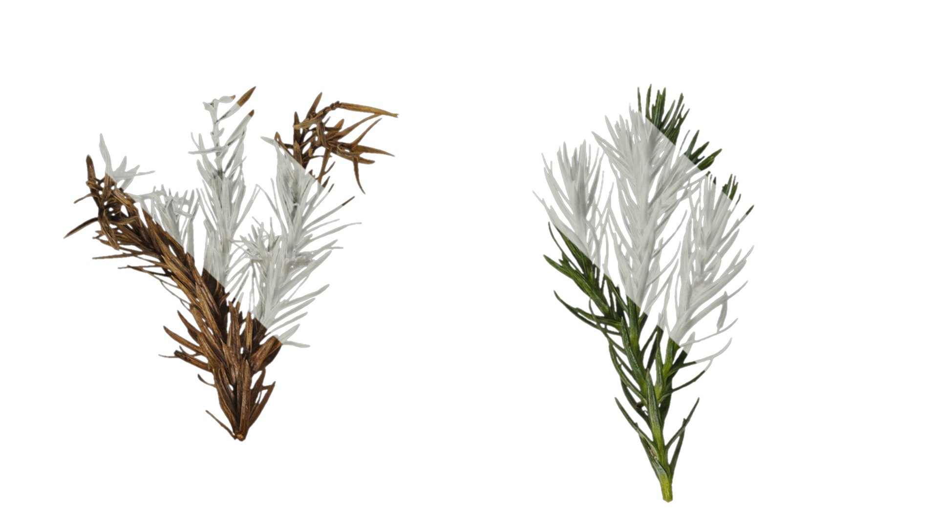 Anydrafts Chamaecyparis pisifera boulevard Atlas 03 Texture_1