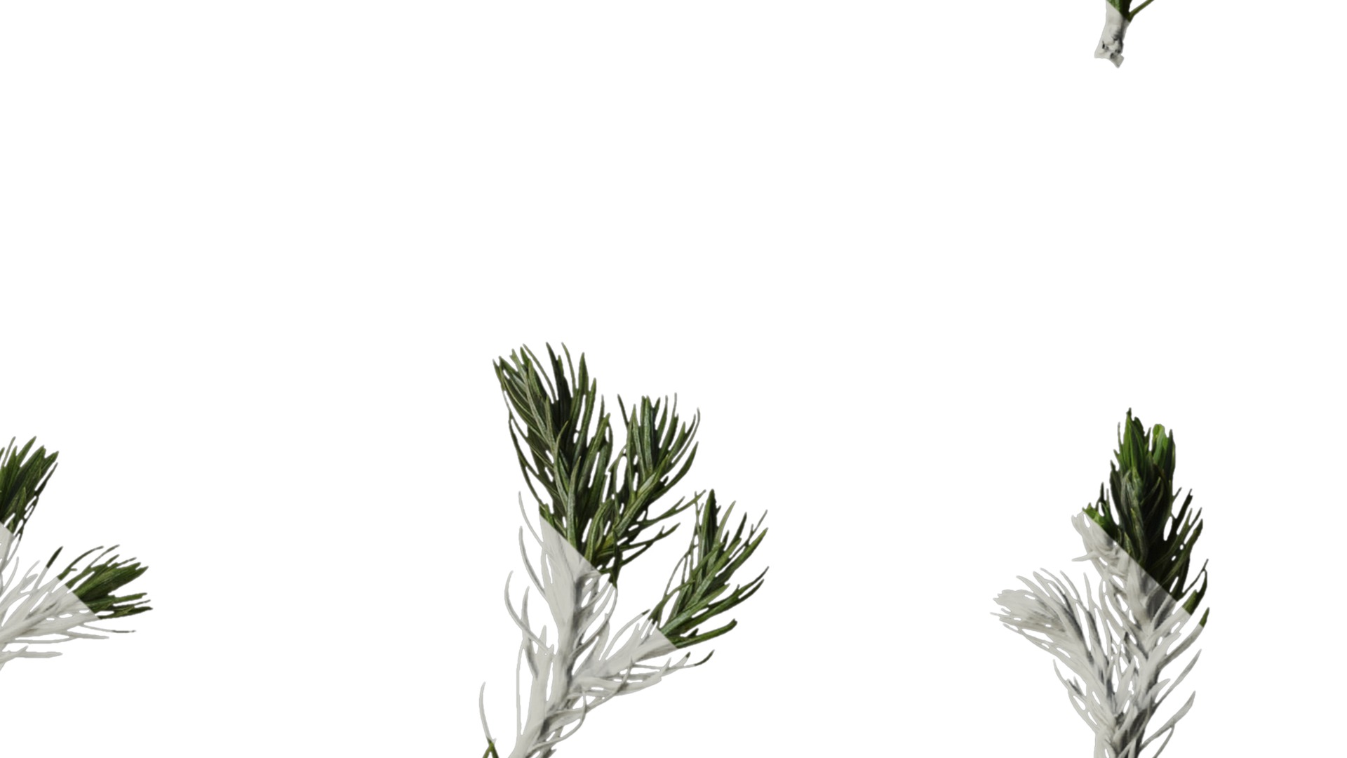 Anydrafts Chamaecyparis pisifera boulevard Atlas 03 Texture_4