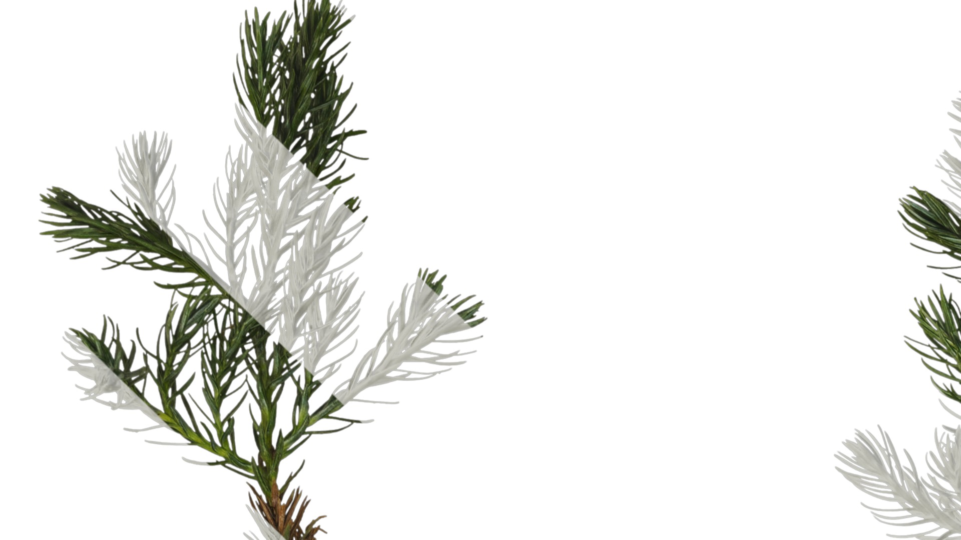 Anydrafts Chamaecyparis pisifera boulevard Atlas 04 Texture_1