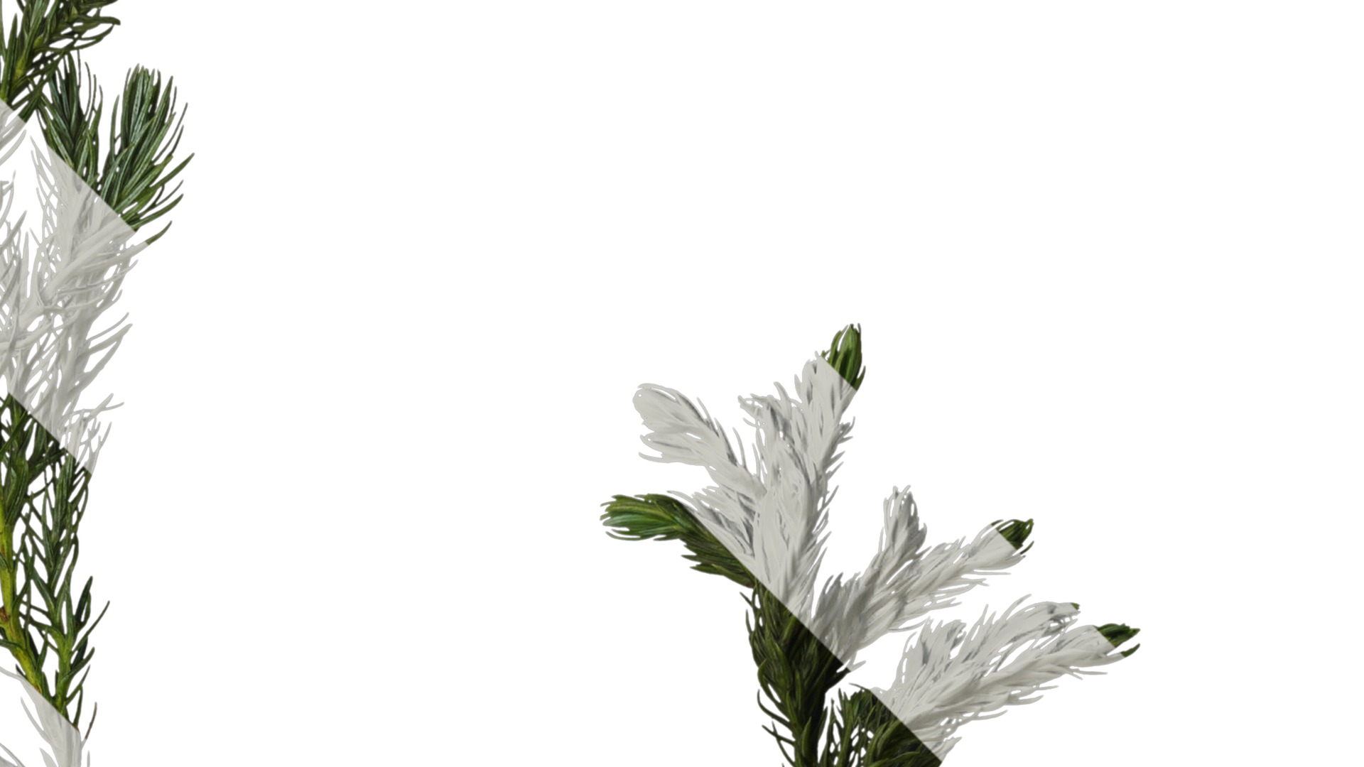 Anydrafts Chamaecyparis pisifera boulevard Atlas 04 Texture_2