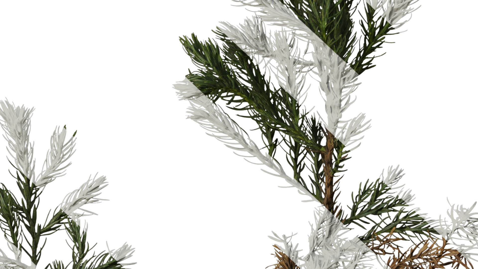 Anydrafts Chamaecyparis pisifera boulevard Atlas 04 Texture_6