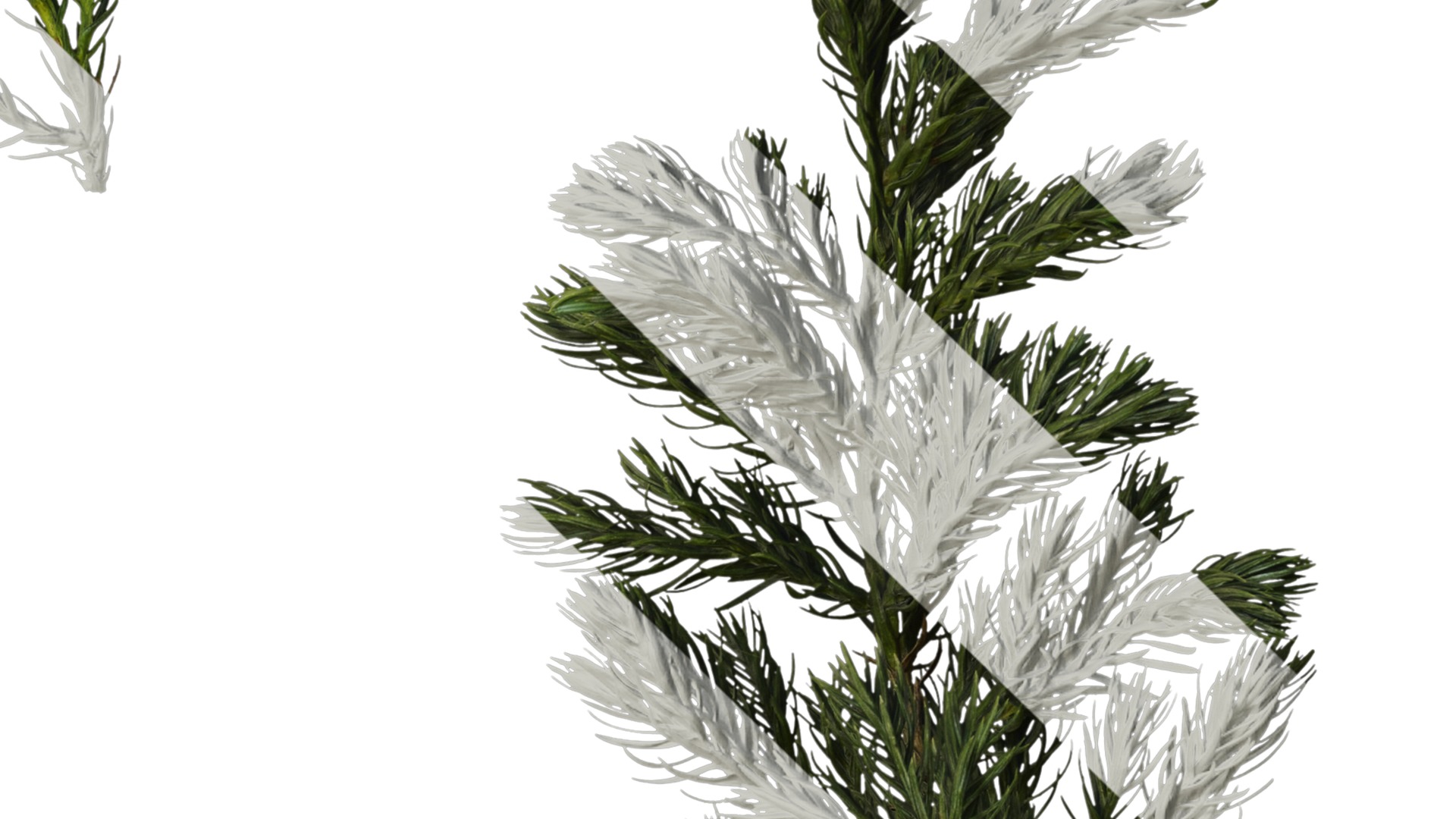 Anydrafts Chamaecyparis pisifera boulevard Atlas 04 Texture_4