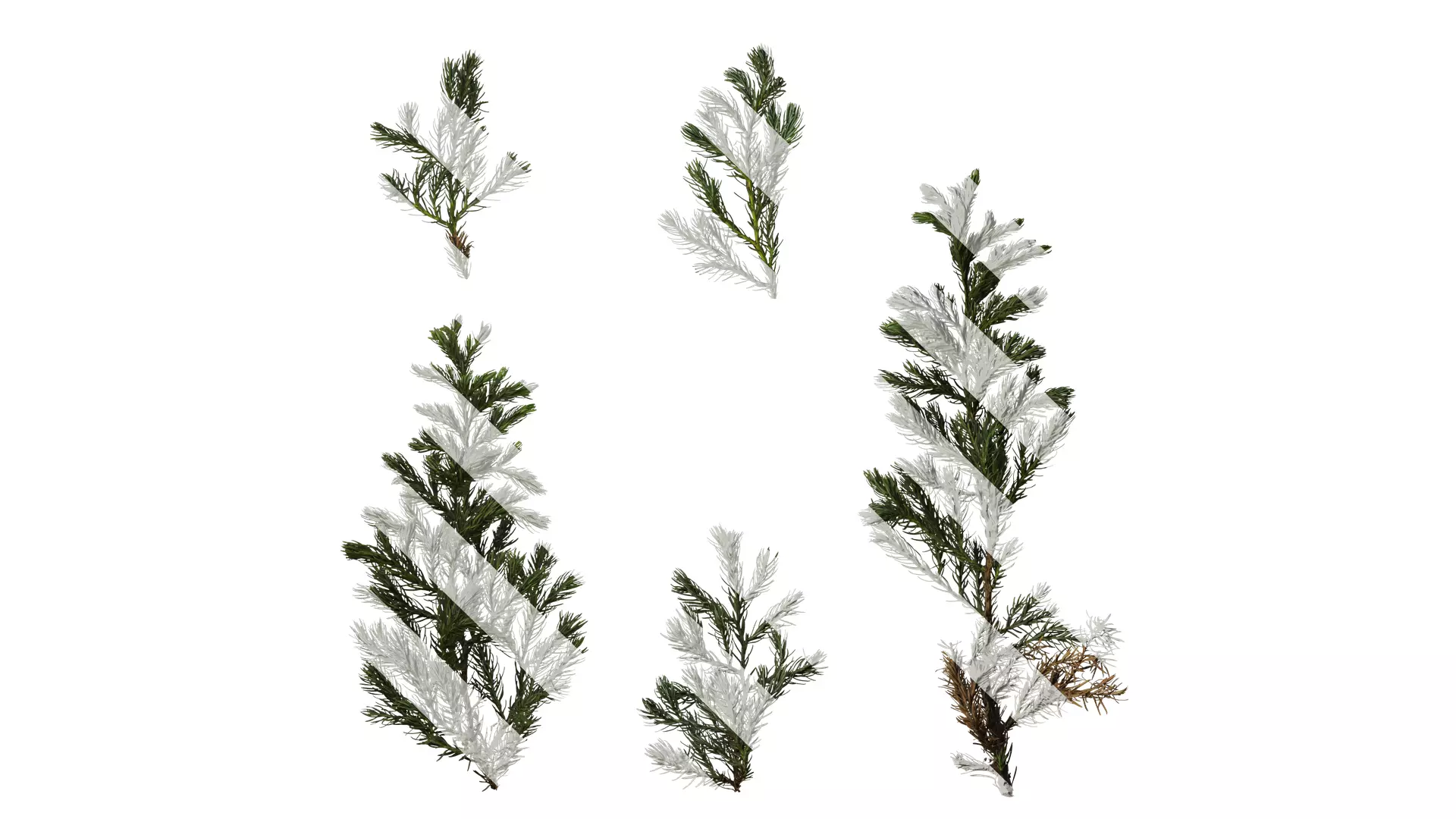 Anydrafts Chamaecyparis pisifera boulevard Atlas 04 Texture_0