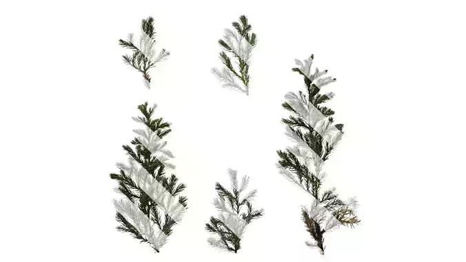 Anydrafts Chamaecyparis pisifera boulevard Atlas 04