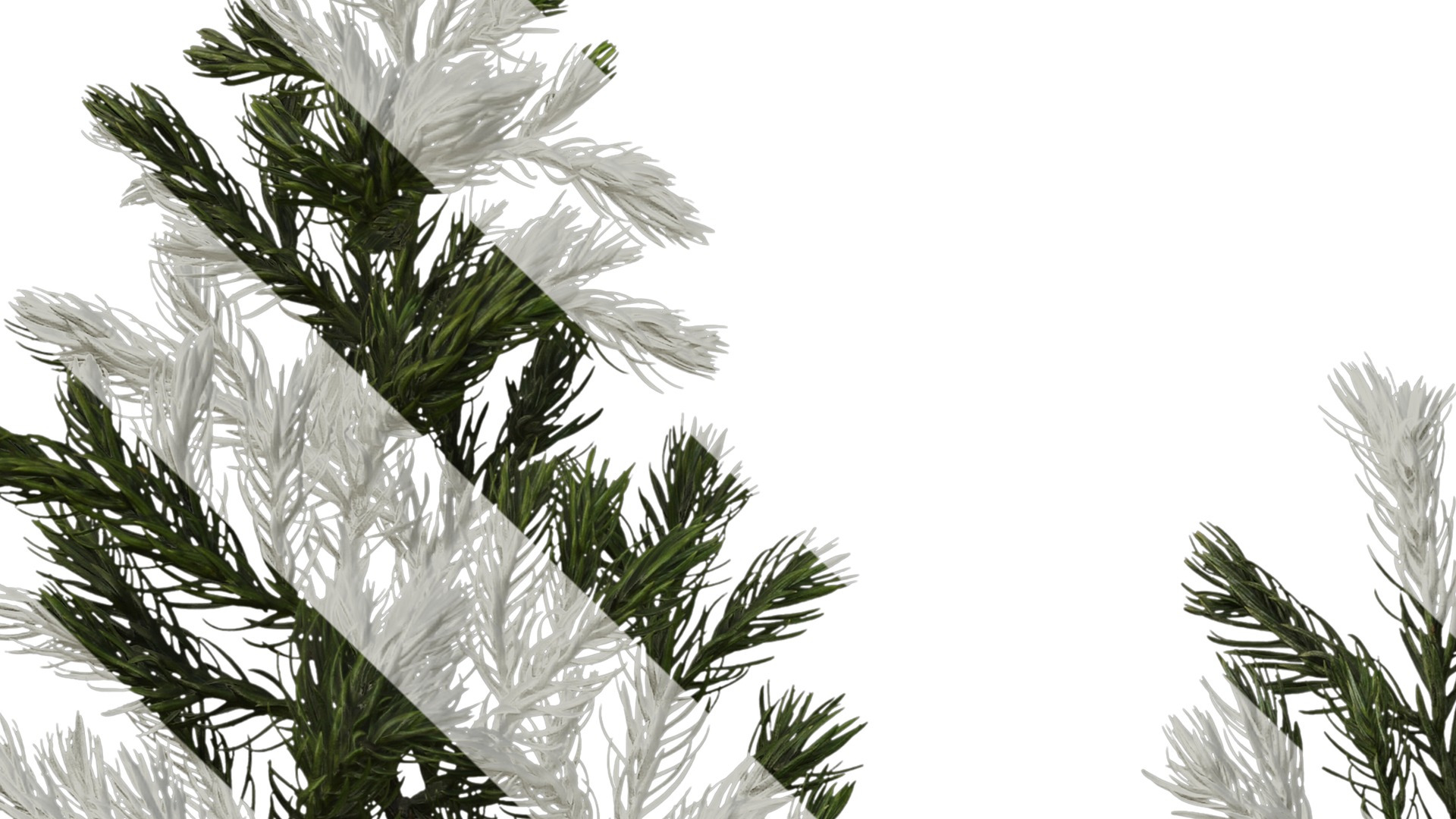 Anydrafts Chamaecyparis pisifera boulevard Atlas 04 Texture_5