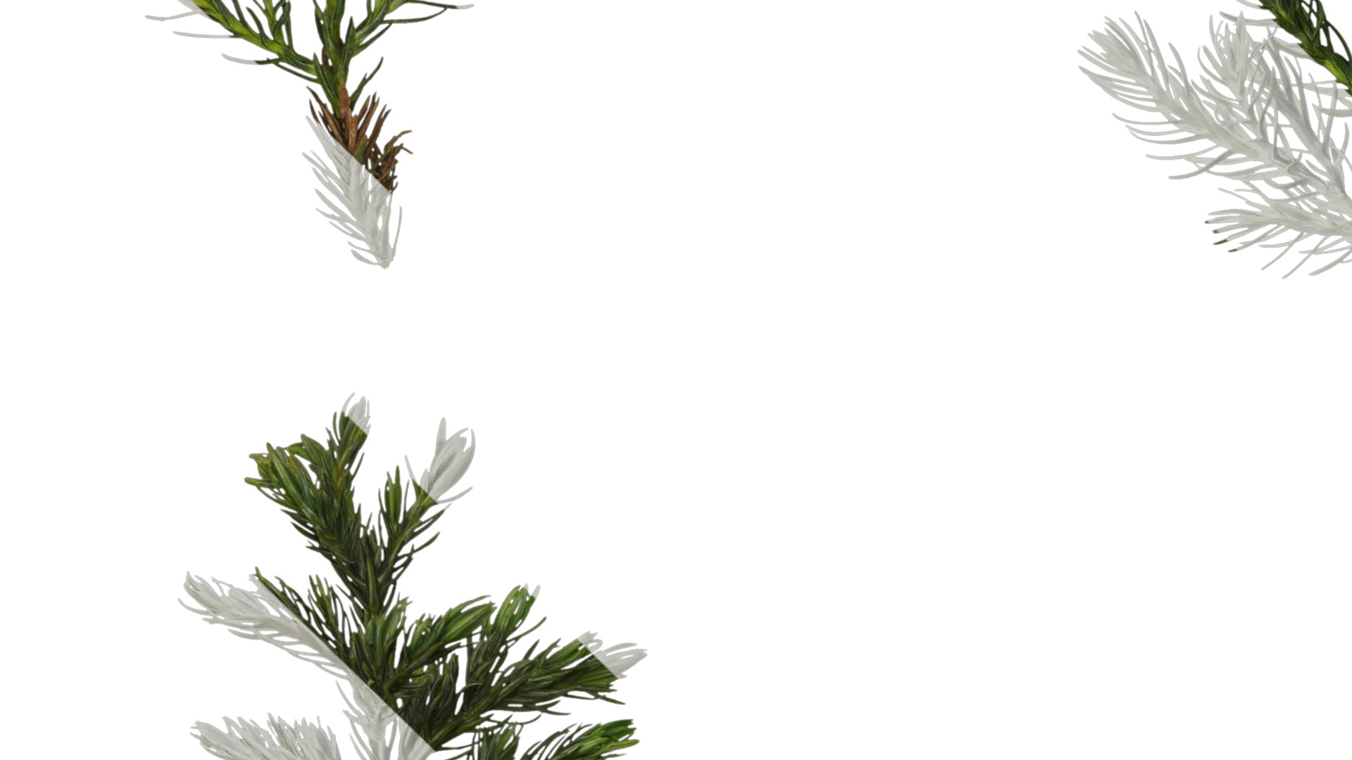 Anydrafts Chamaecyparis pisifera boulevard Atlas 04 Texture_3