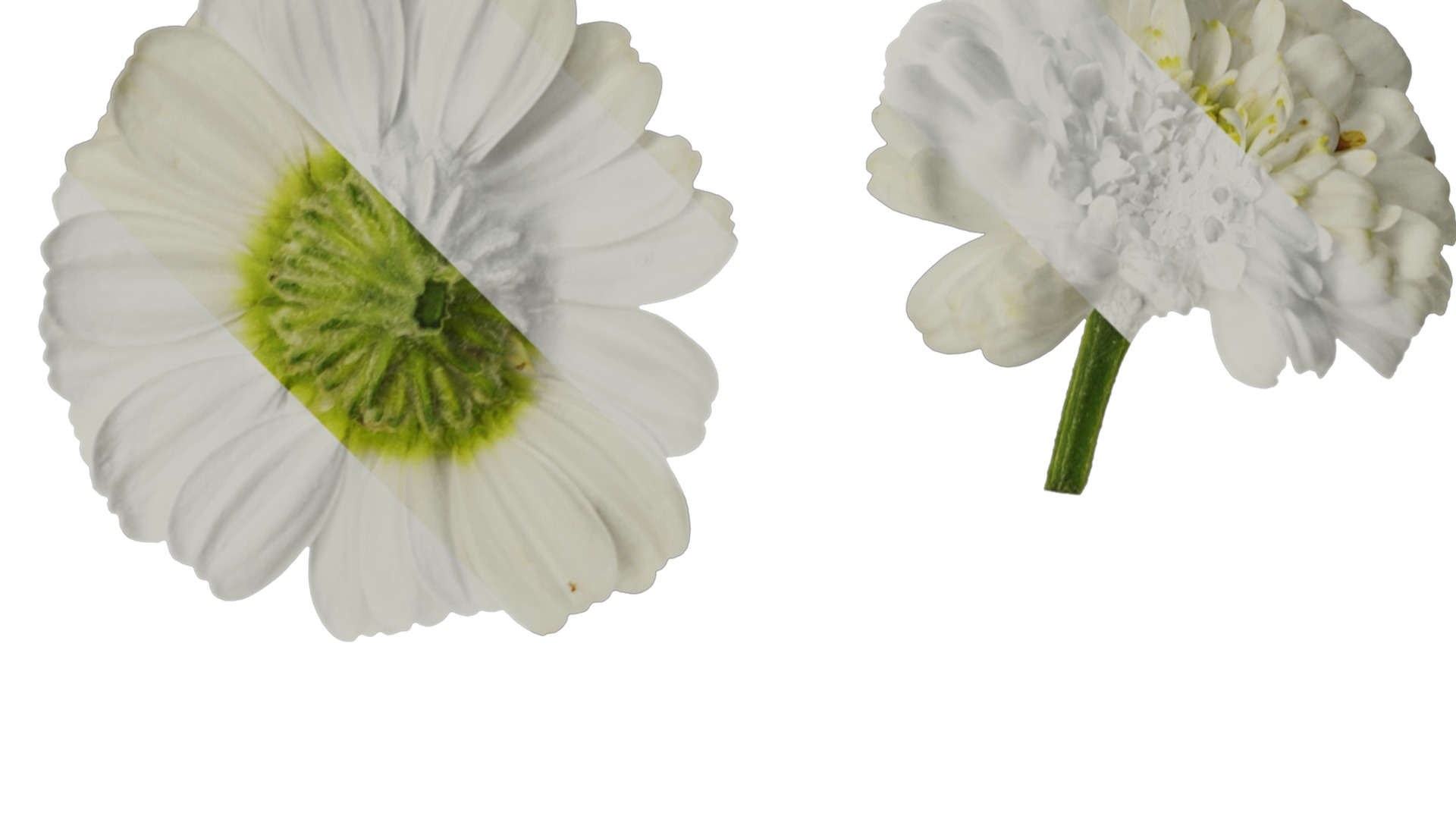 Anydrafts Chamaemelum nobile flore plena Flower 01 Texture_2