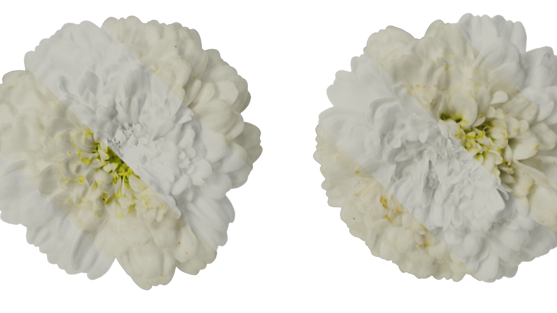 Anydrafts Chamaemelum nobile flore plena Flower 01 Texture_1