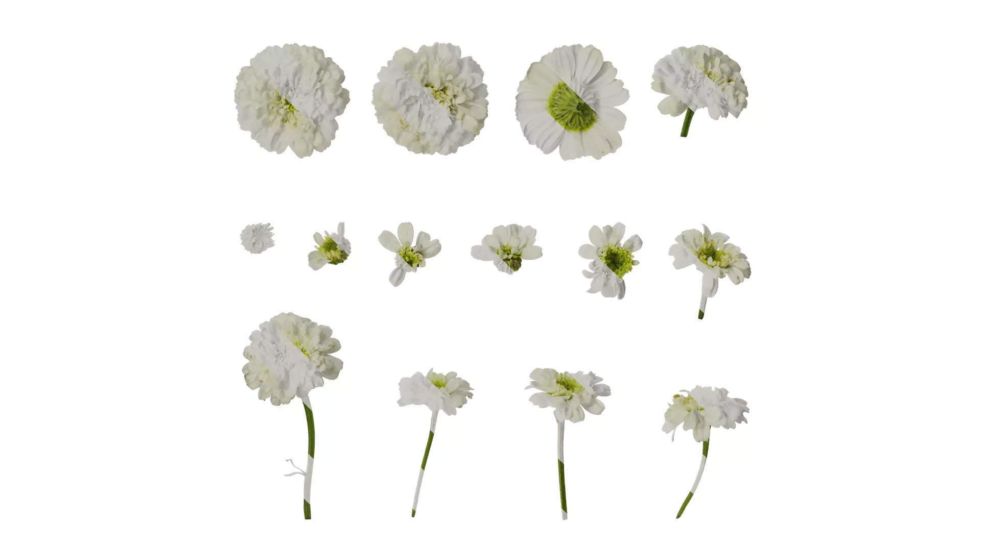 Anydrafts Chamaemelum nobile flore plena Flower 01 Texture_0