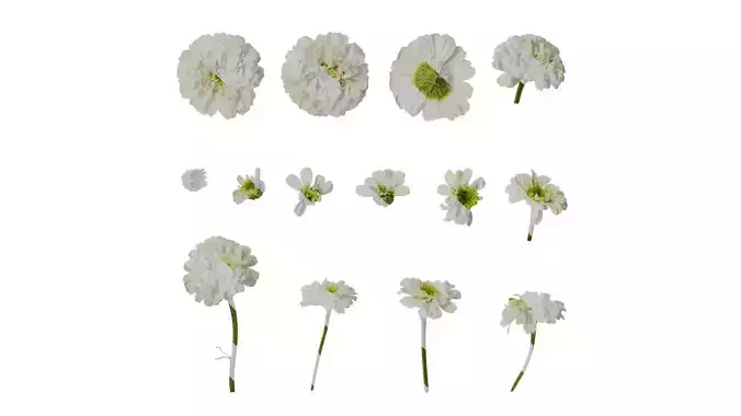 Anydrafts Chamaemelum nobile flore plena Flower 01