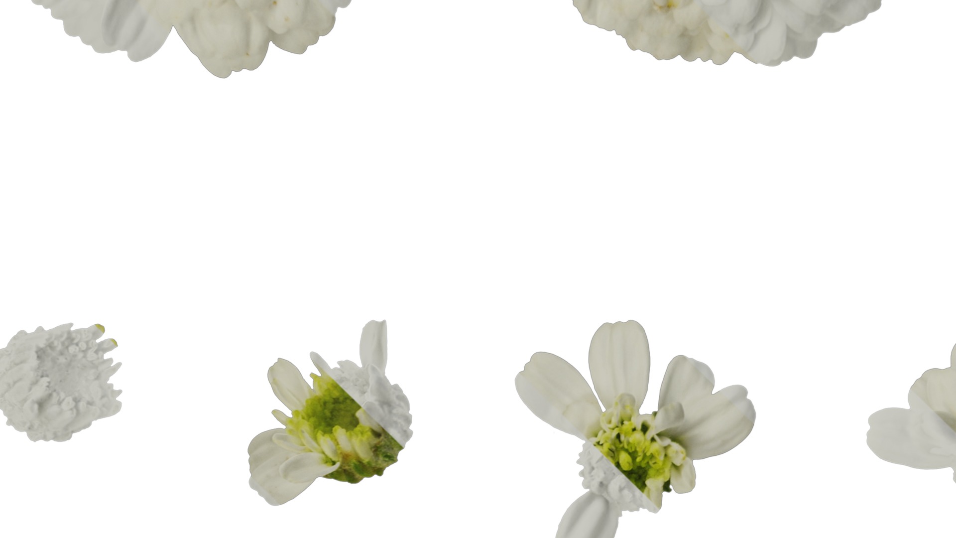 Anydrafts Chamaemelum nobile flore plena Flower 01 Texture_3