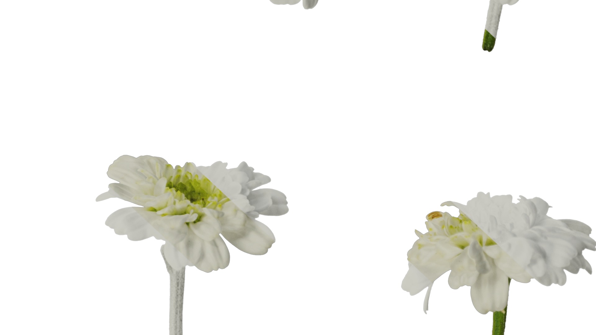 Anydrafts Chamaemelum nobile flore plena Flower 01 Texture_6