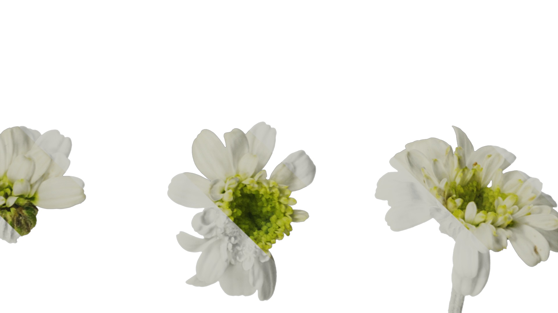 Anydrafts Chamaemelum nobile flore plena Flower 01 Texture_4