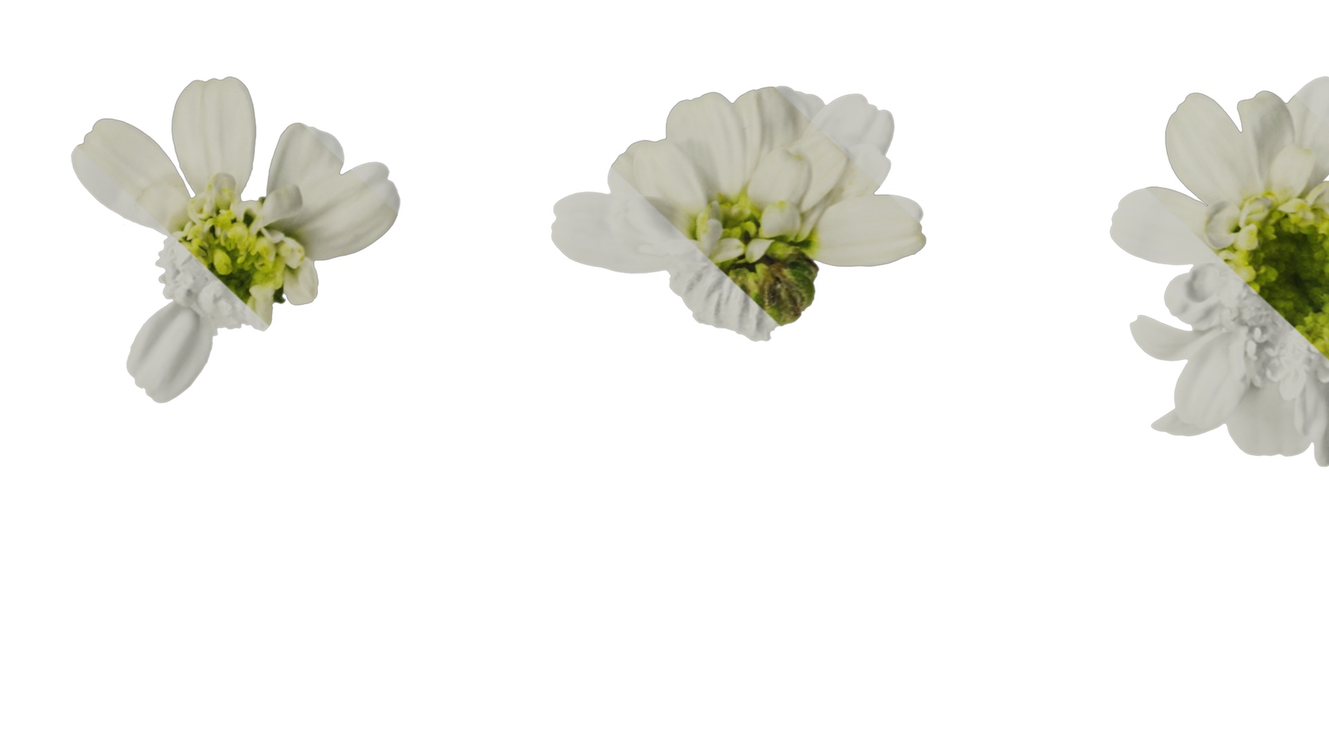 Anydrafts Chamaemelum nobile flore plena Flower 01 Texture_7