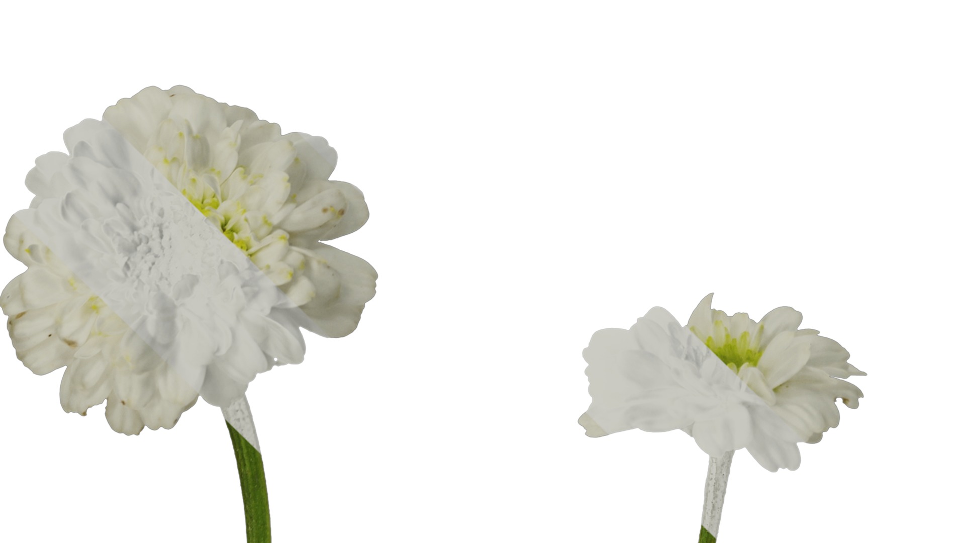 Anydrafts Chamaemelum nobile flore plena Flower 01 Texture_5