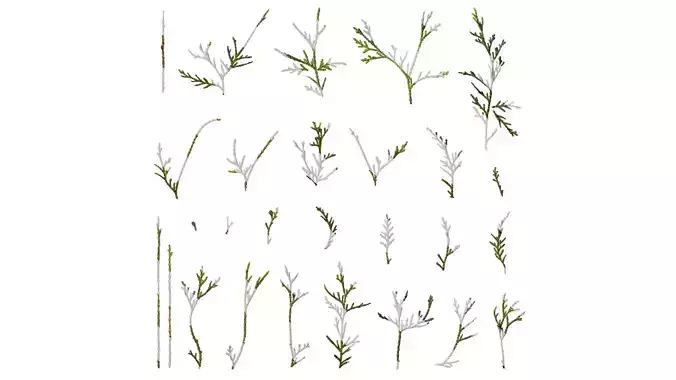 Anydrafts Chamaecyparis pisifera filifera aurea Atlas 01