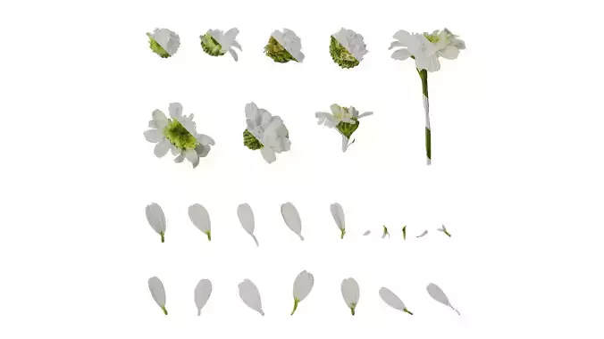 Anydrafts Chamaemelum nobile flore plena Flower 02