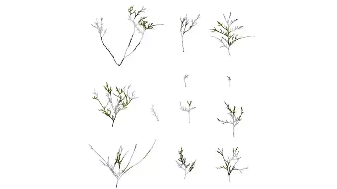 Anydrafts Chamaecyparis pisifera filifera aurea Atlas 04