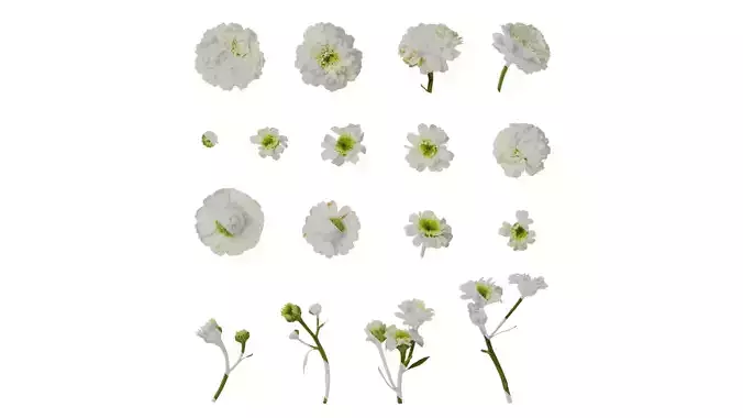 Anydrafts Chamaemelum nobile flore plena Flower 03