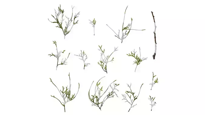 Anydrafts Chamaecyparis pisifera filifera aurea Atlas 05