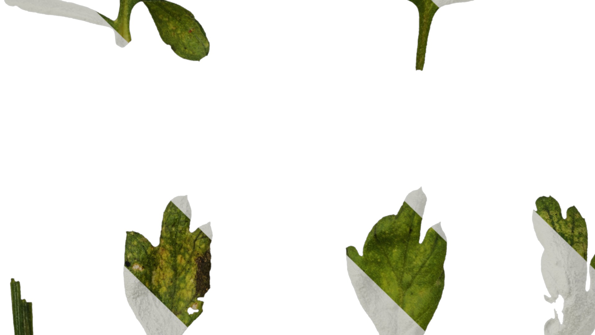 Anydrafts Chamaemelum nobile flore plena Leaf 02 Texture_3