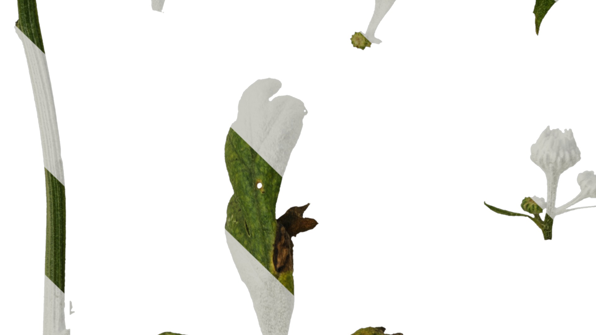 Anydrafts Chamaemelum nobile flore plena Leaf 02 Texture_5