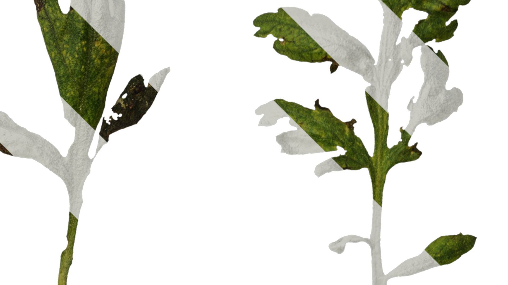 Anydrafts Chamaemelum nobile flore plena Leaf 02 Texture_2