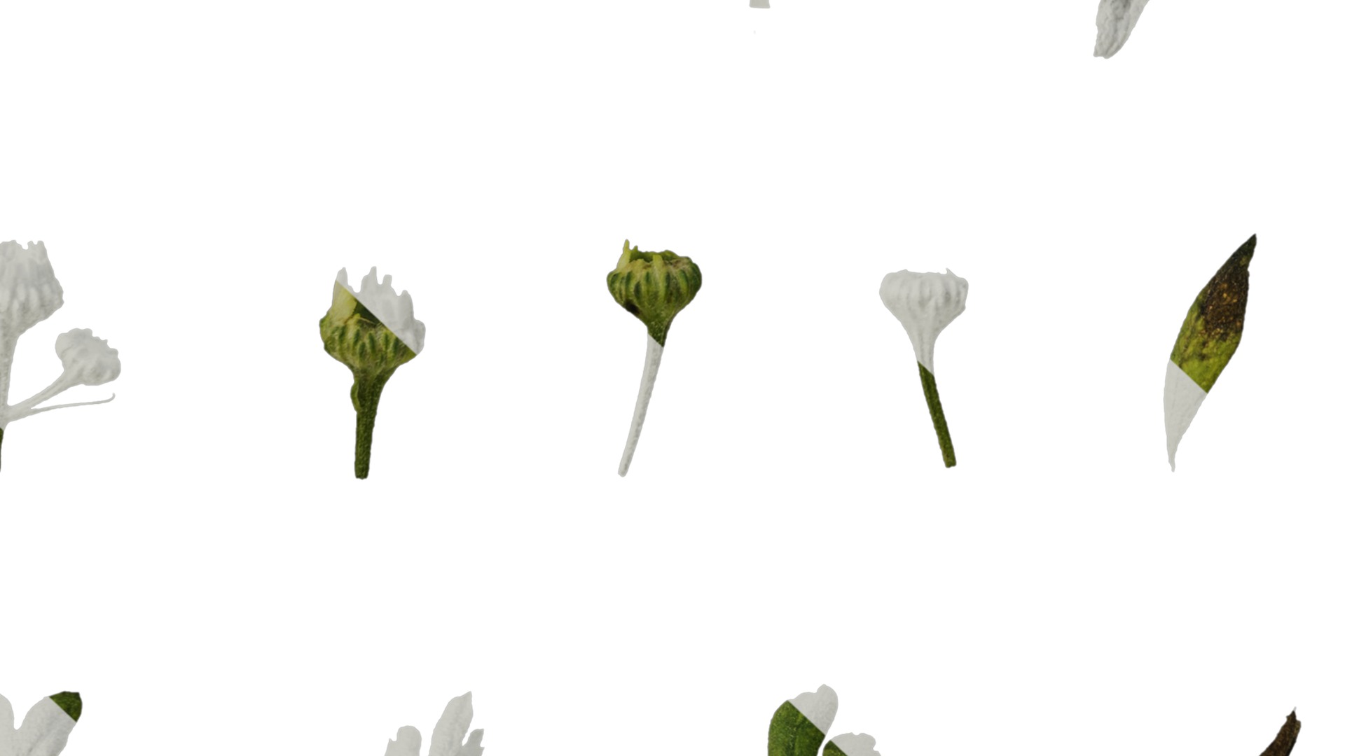 Anydrafts Chamaemelum nobile flore plena Leaf 02 Texture_6