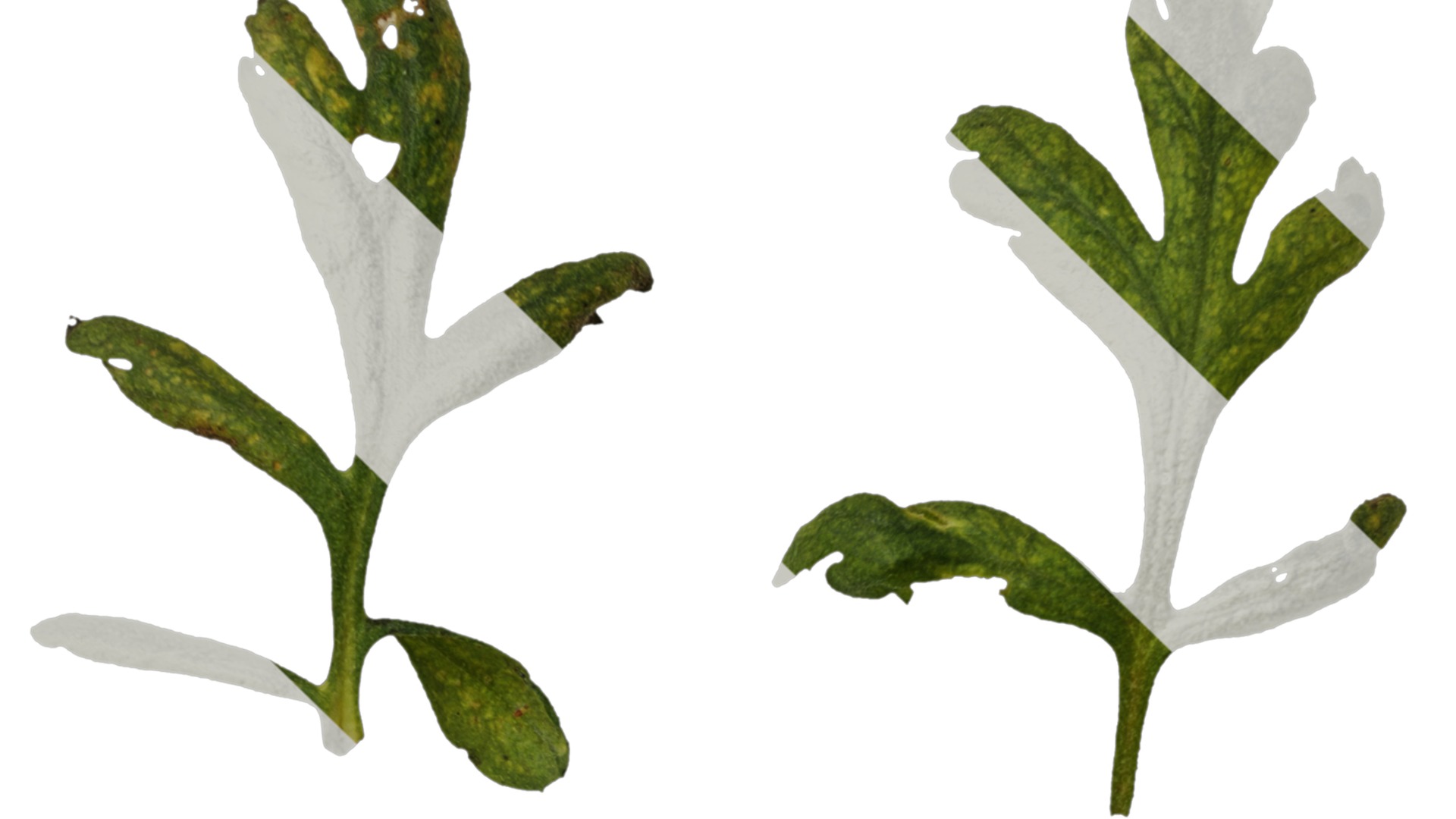 Anydrafts Chamaemelum nobile flore plena Leaf 02 Texture_1